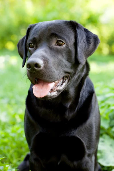 Svart labrador retriever — Stockfoto