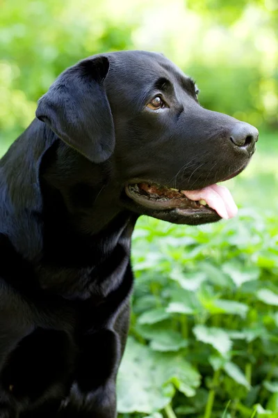 Nagy fekete Labrador Vizsla — Stock Fotó