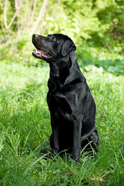 Labrador retriever — Fotografia de Stock