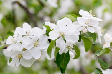 Flowers bloom on a branch of apple clipart