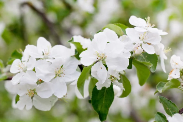 Flores florecen en una rama de manzana —  Fotos de Stock