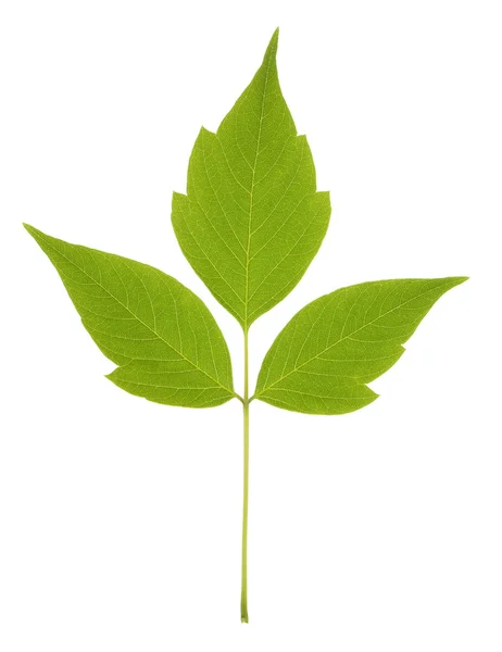 Close up of maple leaf — Stock Photo, Image
