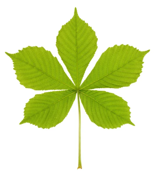 Photographed close-up of fresh chestnut leaf — Stock Photo, Image