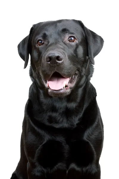 Black Labrador Retriever com a boca aberta — Fotografia de Stock