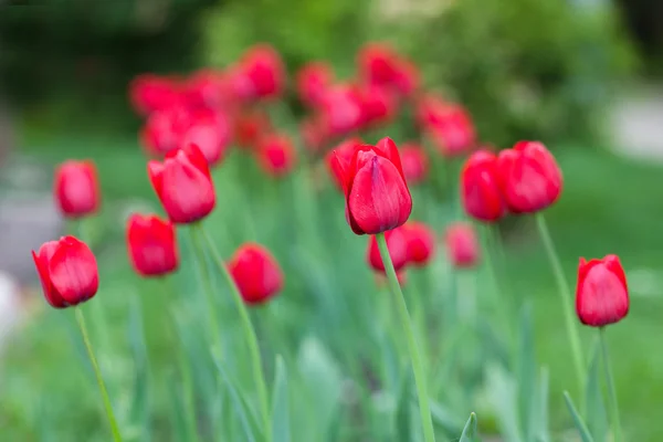 Blommande Röda tulpaner — Stockfoto