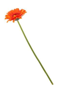 Orange gerberas on a long thin stem clipart