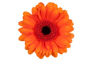 bükülmüş bir kök üzerinde kırmızı gerbera