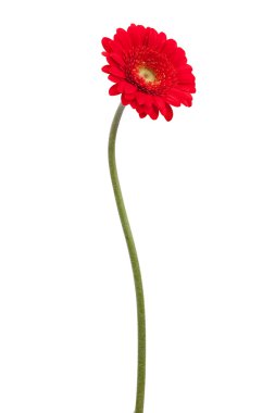 Red gerbera on a bent stem clipart