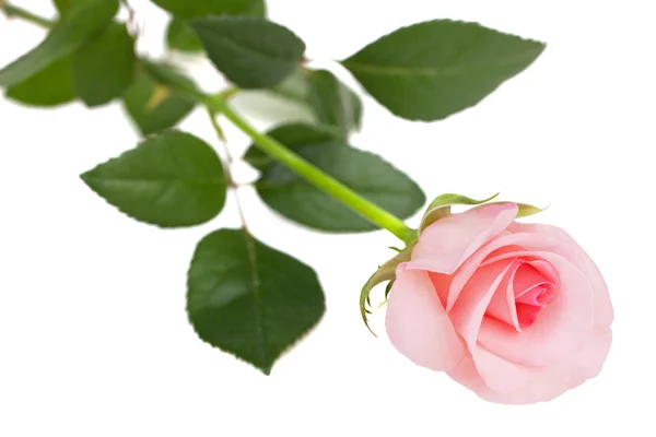 Elegante rosa rosa dulce y fresca —  Fotos de Stock