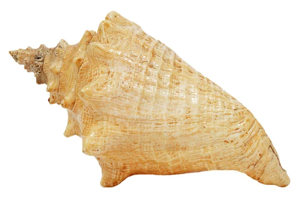 优雅的大型海贝壳 — 图库照片