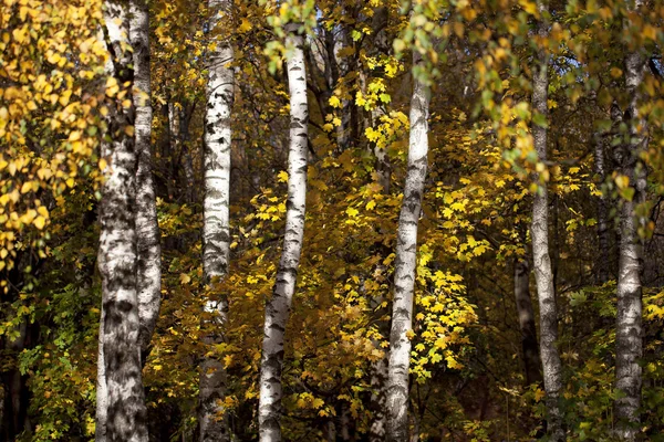 Los troncos de abedules con follaje de otoño amarillo y naranja — Foto de Stock