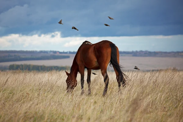 Bay horse eating grass — Stock Photo, Image