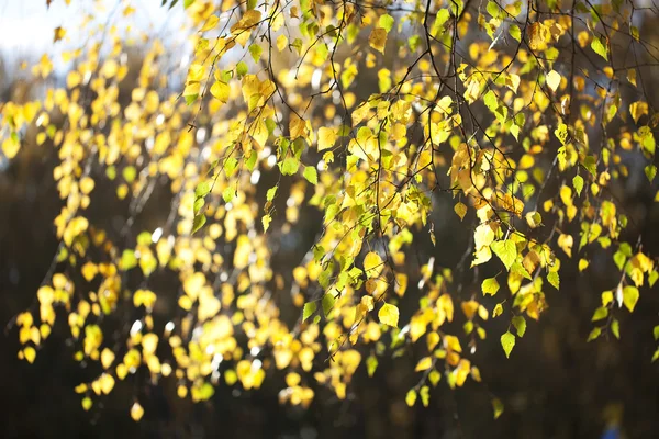 Jesienią liście są jasne żółte brzozy — Zdjęcie stockowe