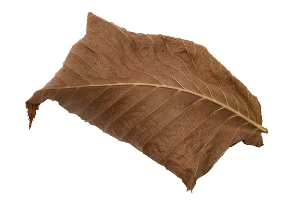 Dry fallen brown autumn leaf — Stock Photo, Image