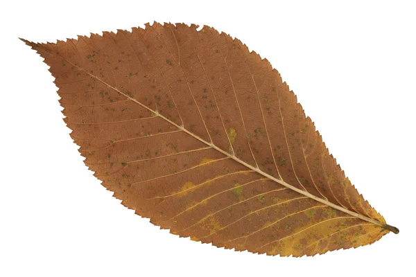 A faded brown autumn leaf — Stock Photo, Image
