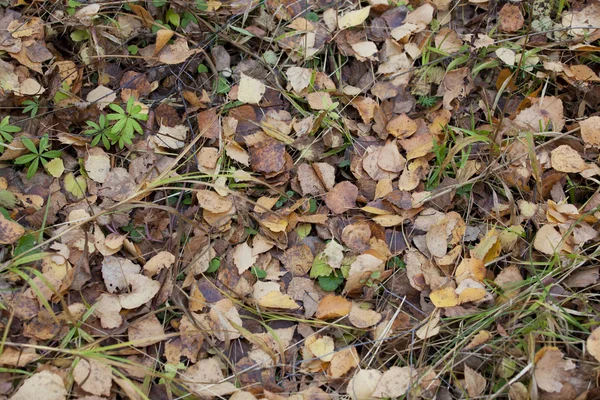 Ένα χαλί από πολύχρωμα φύλλα του φθινοπώρου — Φωτογραφία Αρχείου