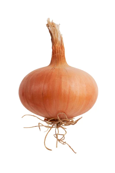 Ripe onion with roots — Stock Photo, Image