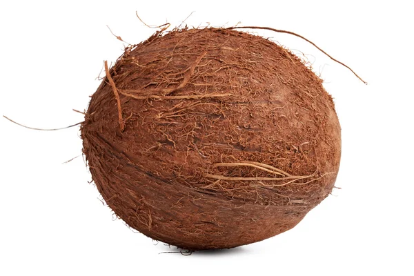 El coco maduro marrón peludo — Foto de Stock
