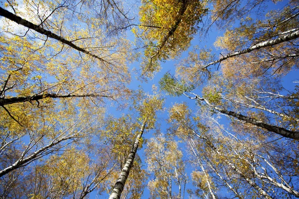 Converging at the top of the trees in autumn forest — Stock Photo, Image