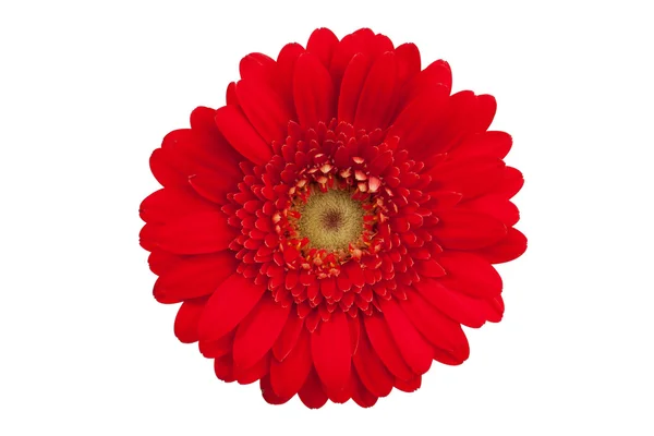 Grande flor vermelha com pétalas de gerbera laranja — Fotografia de Stock
