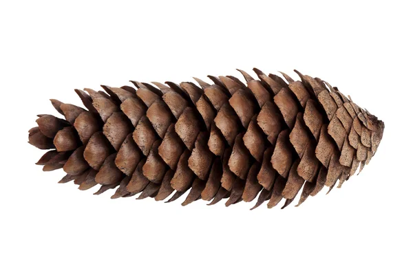 干燥的棕色瘦长的松木锥 — 图库照片