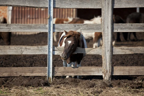 Funny colt pony — Stock Photo, Image