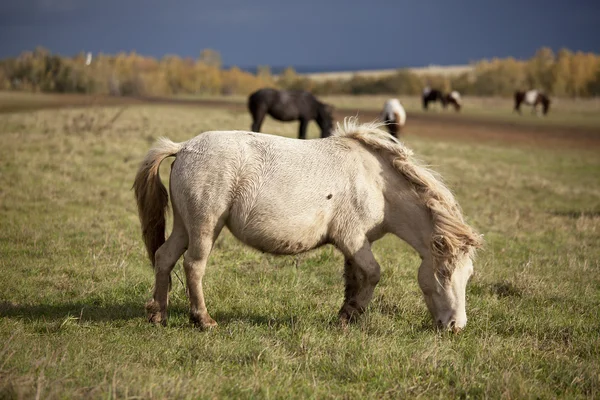 Witte pony colt herfstdag — Stockfoto