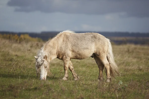 Piccoli pony al pascolo nel prato — Foto Stock