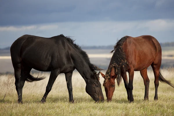 Un par de caballos. — Foto de Stock
