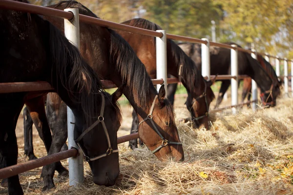 Several horses in the paddock — Stock Photo, Image