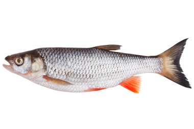 River chub clipart