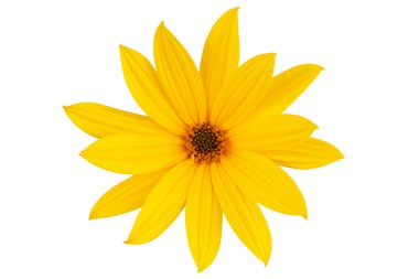 Large yellow daisy clipart