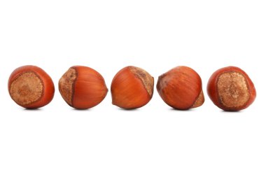 Hazelnuts clipart