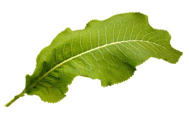 Green leaf clipart