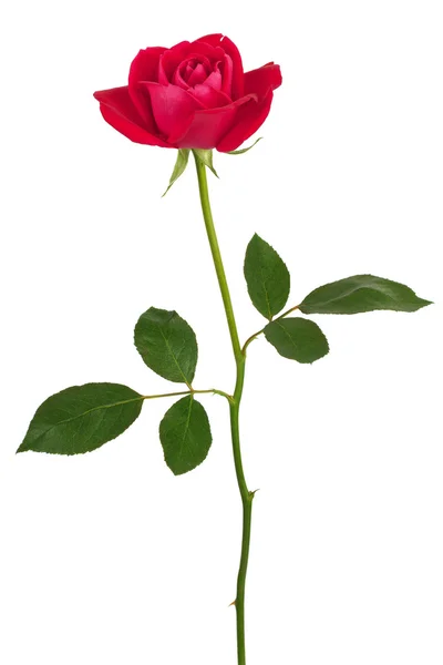 Élégante rose rouge — Photo