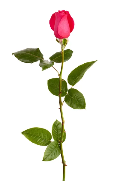 Элегантная красная роза — стоковое фото