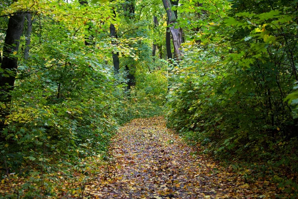 Floresta de outono — Fotografia de Stock