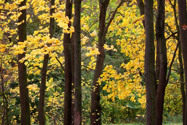 Heldere mooie herfstbladeren — Stockfoto