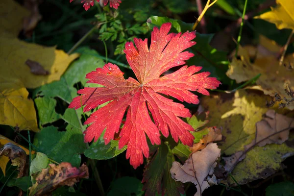 Rote Herbstblätter — Stockfoto