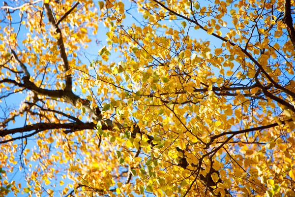 Ярко-желтые осенние листья березы — стоковое фото