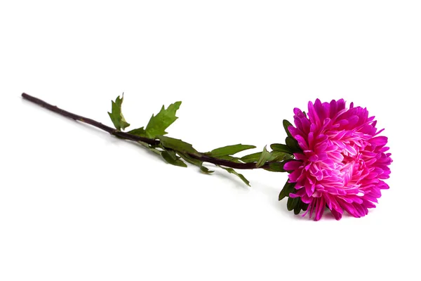 美しい菊 — ストック写真