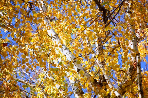 Las hojas amarillas brillantes del otoño del abedul — Foto de Stock