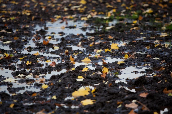 Herbstblätter in einer Pfütze — Stockfoto