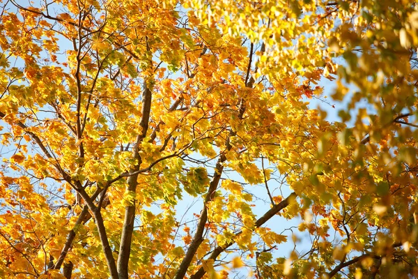 Strahlend schöne Herbstblätter — Stockfoto