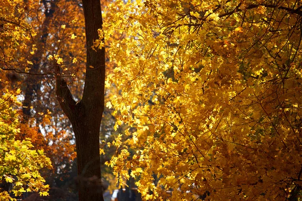 As folhas de outono amarelas brilhantes — Fotografia de Stock