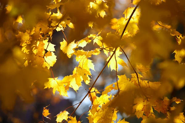 Die leuchtend gelben Ahornblätter — Stockfoto