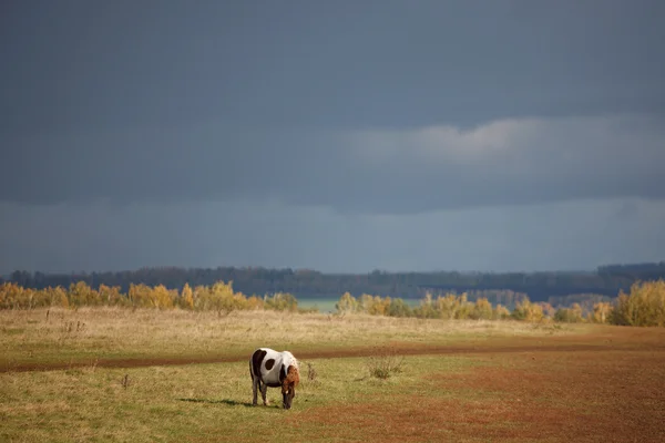 Лошадь в осеннем поле — стоковое фото