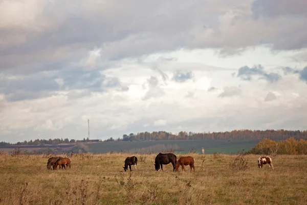 Лошади в осеннем поле — стоковое фото
