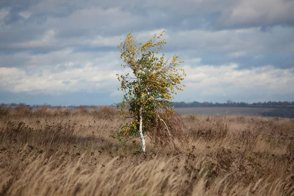 孤独的树在风中的一个字段中 — 图库照片