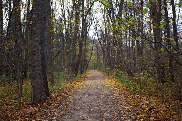 Осенний пейзаж с большими деревьями и желтыми опавшими листьями — стоковое фото
